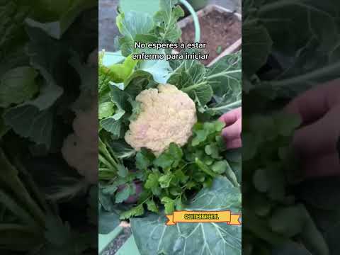 Descubre el poder de cultivar tus propios alimentos sin químicos y protege tu salud. #short