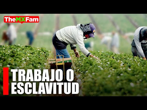 Trabajo soñado o explotación? Jornaleros Agricolas en Canadá | TheMXFam