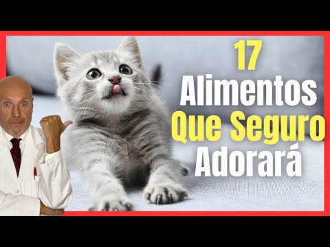 💘 ¿CUAL ES LA COMIDA PREFERIDA DE LOS GATOS DOMÉSTICOS? 💘 MEJORES ALIMENTOS PARA GATOS